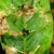Insect Lures For Groundnut Leaf Miner (Aproaerema modicella)(Pack-10 Pcs)